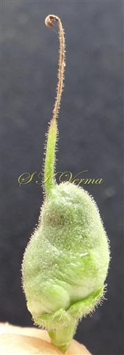  Developing capsule
